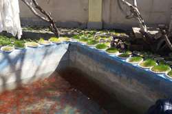 بازدید از مراکز عرضه ماهی قرمز در شهرستان بینالود